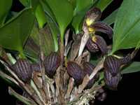 Орхідея Zootrophion dayanum