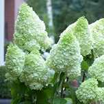 Hortensja bukietowa 'Magical Moonlight'