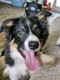 Alwin Border Collie