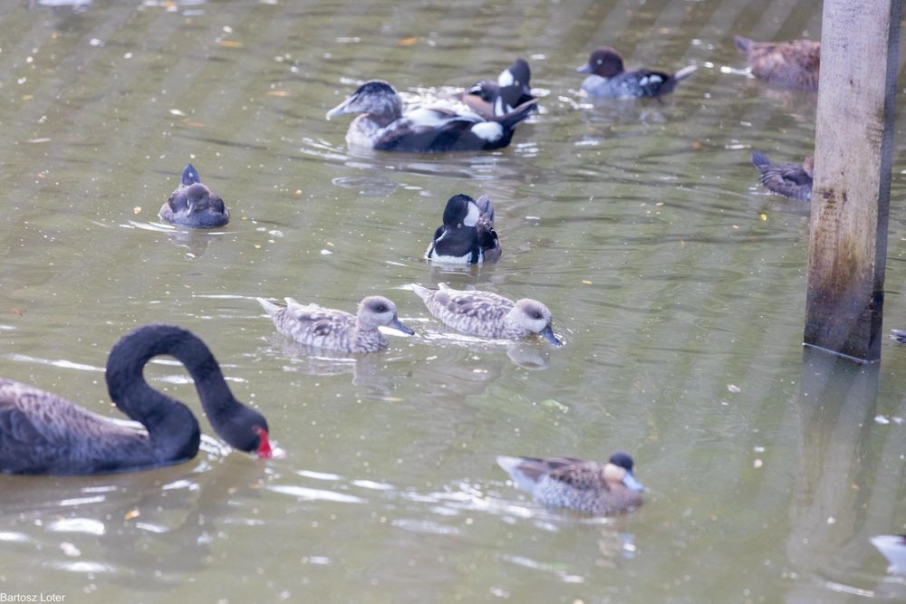 Kaczki ozdobne Marmurki pary i samice    2025