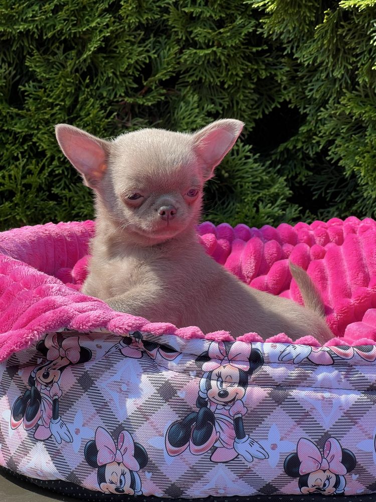 Gotowy do odbioru-Chihuahua cudowny liliowy chłopczyk