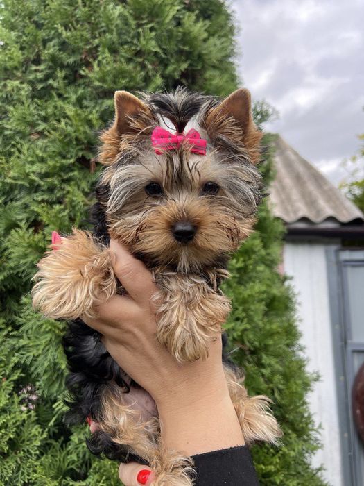 Мини девочка  йорочка ищет семью