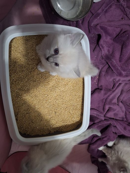 Ragdoll- chłopczyk blue point mitted lynx