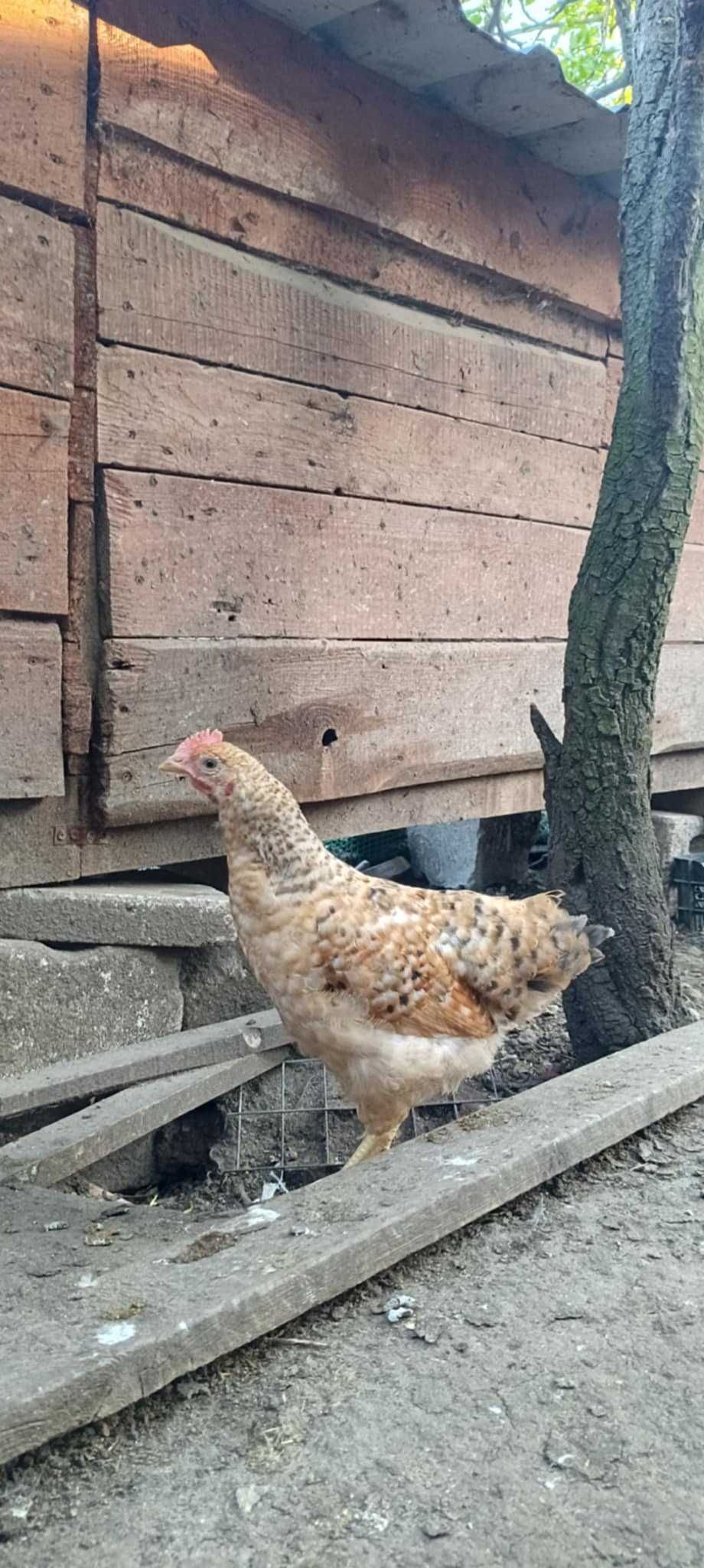Sprzedam młode kogutki