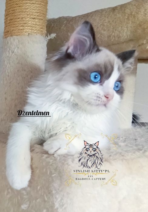 Ragdoll FPL kocurek/badania genetyczne