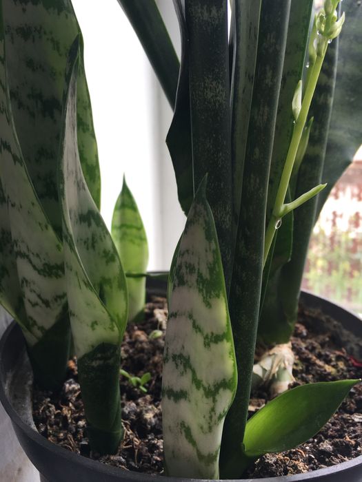 Фінік Сансиверия