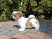 Shih-Tzu Dziewczyna z dokumentami FCI