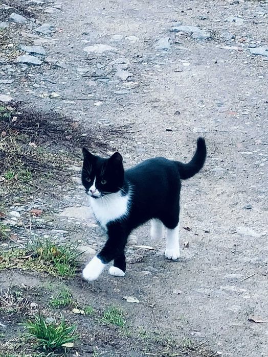 Котята ищут новый дом и доброе сердце