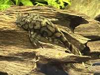 Samiec Ancistrus sp. „Rio Itenez” L519
