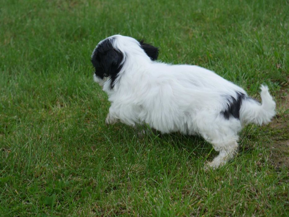 SHIH TZU - mini piesek
