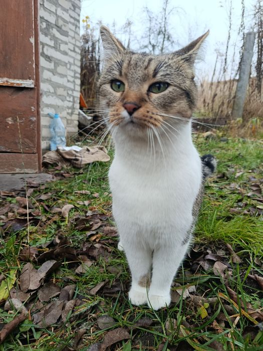 Знайдена кішка!!!