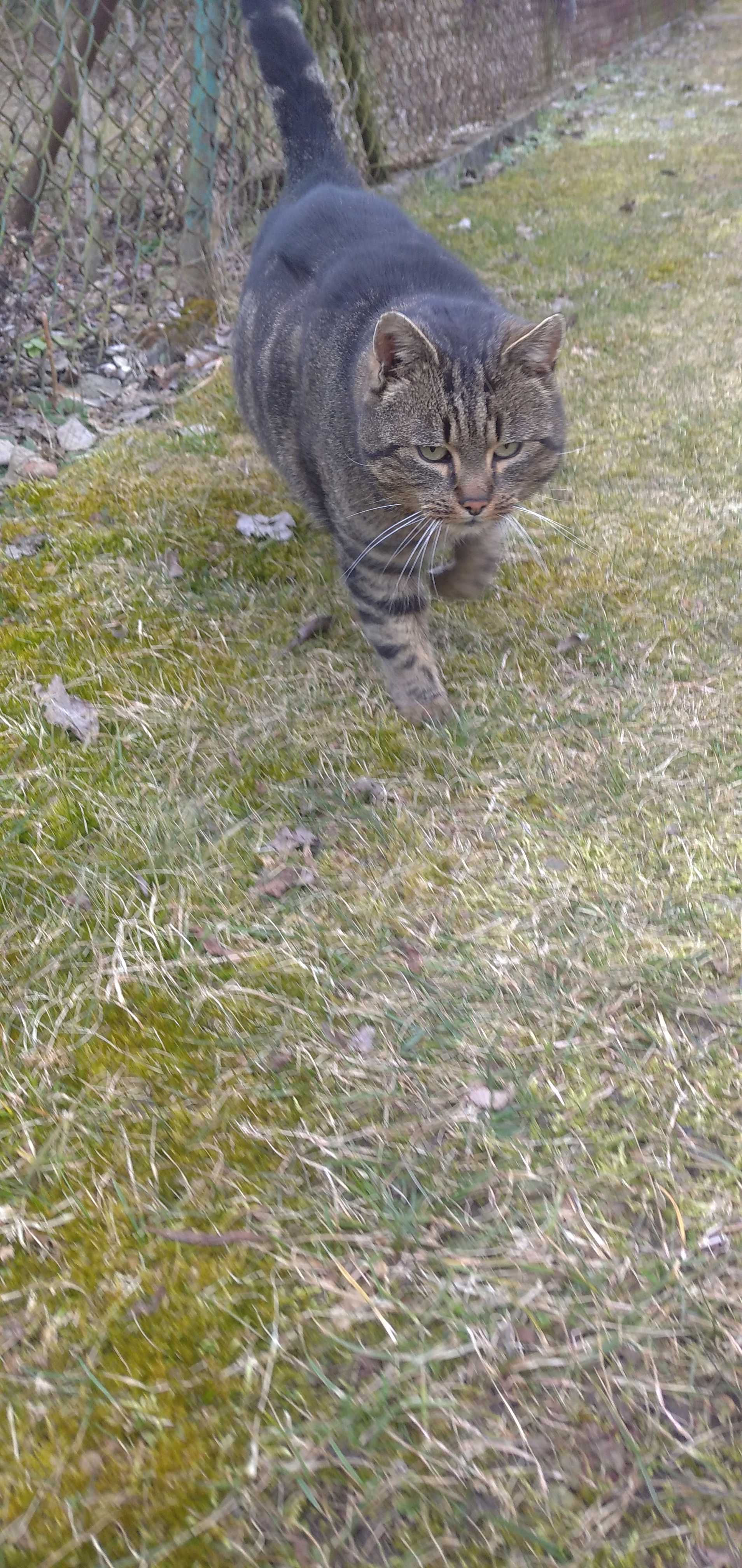 Wykastrowany Kotek Tygrys za darmo