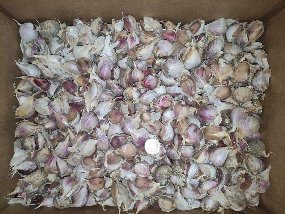 Czosnek zimowy Lubasza ząbkowany