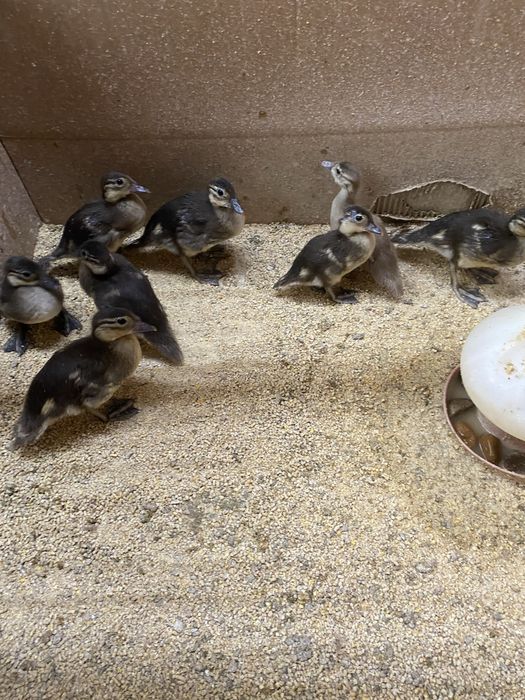 Patos mandarim e carolinos adutos.