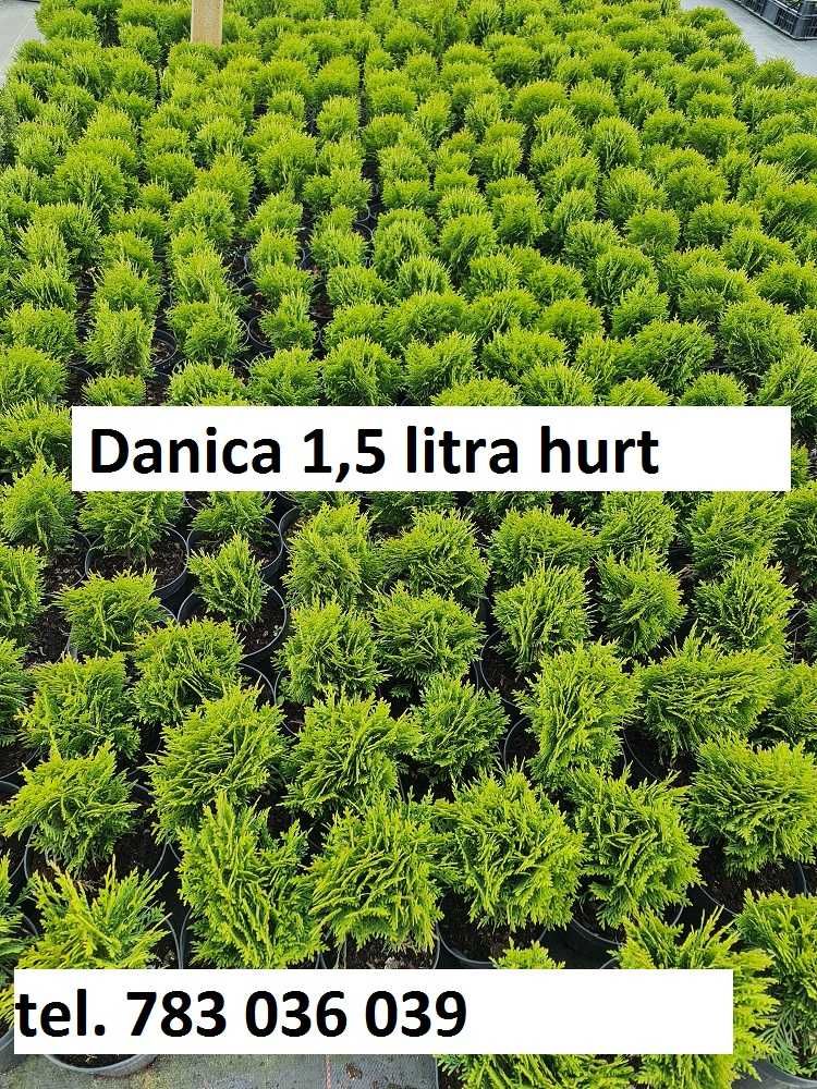 tuja danica doniczka 1,5 litra