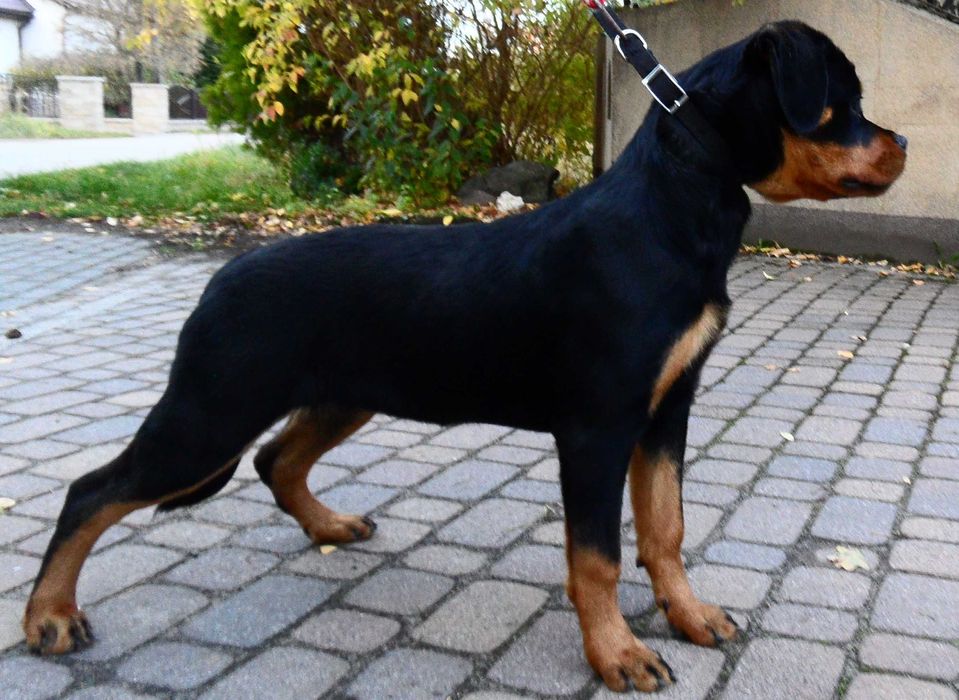Rottweiler/Rottweilery- LOLA suczka 4,5 miesięczna