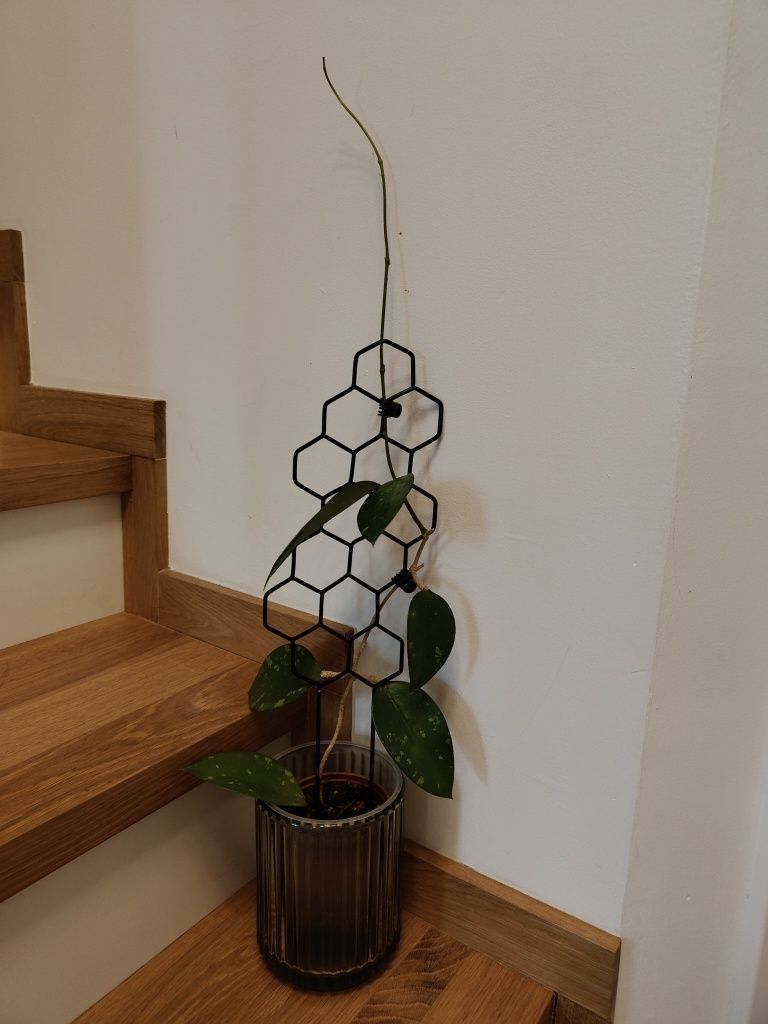 Hoya Pottsii splash cała roślina