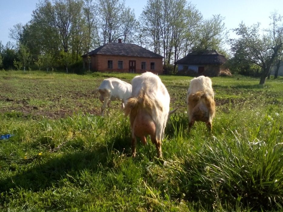 Зааненские  нубийские козлята козы и козлики разного возраста