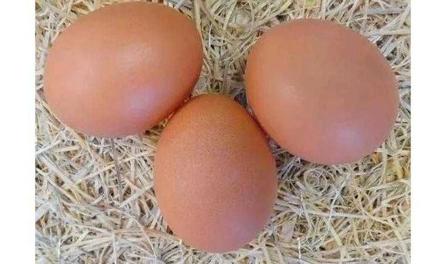 Продам інкубаційне яйце Хайсек Браун