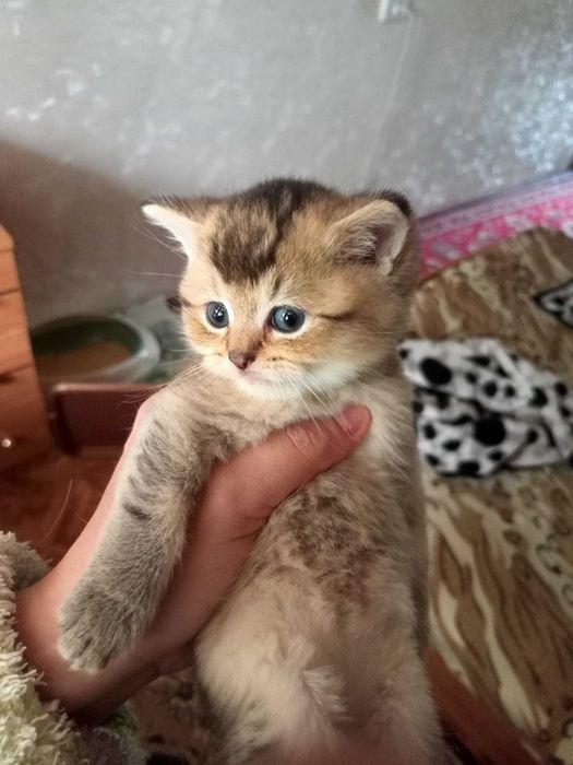 БРОНЬ на котят - шотландские вислоухие