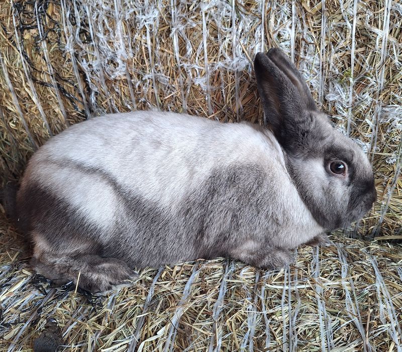 Królik sallander z rodowodem samiec
