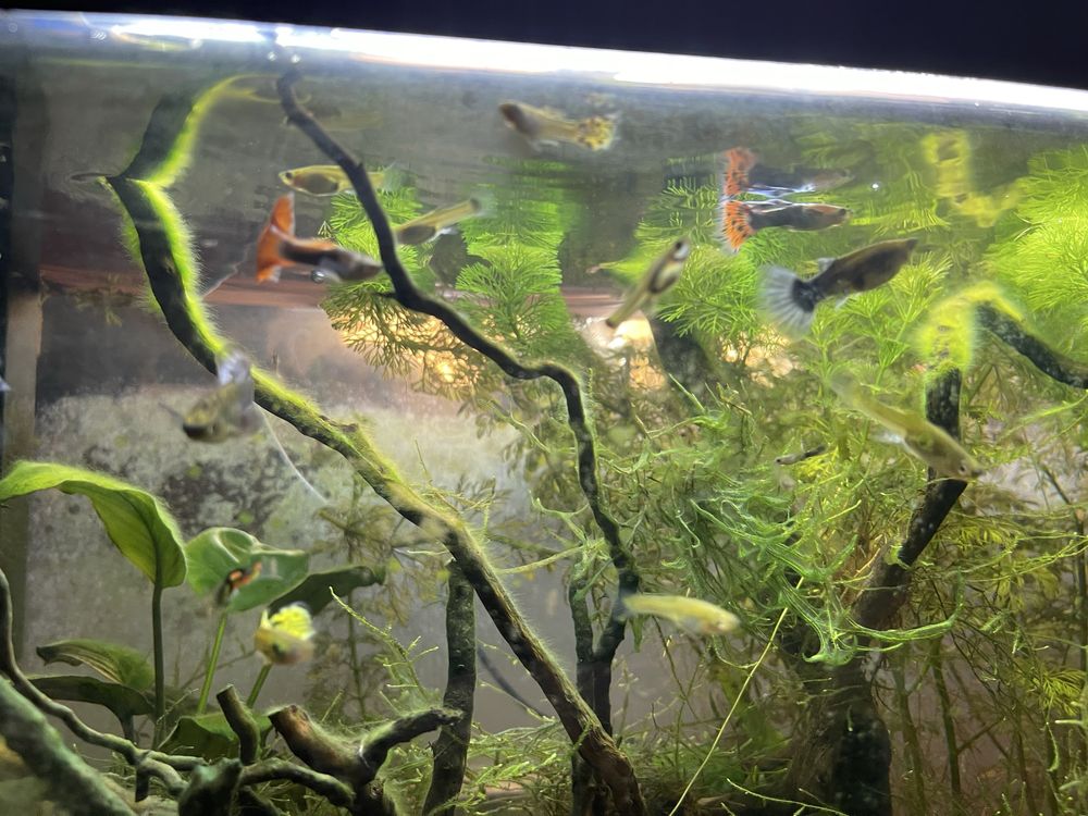 Guppys Sortidos para Venda