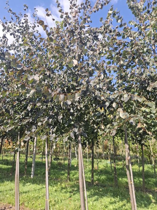 Lipa drobnolistna Tilia Cordata Szkółkowana 20-25