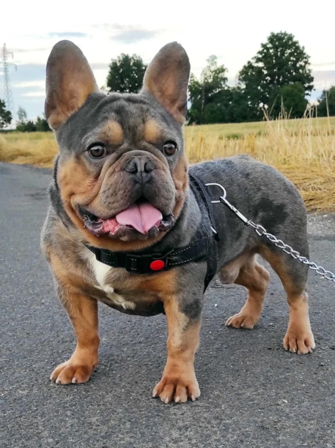 Buldog francuski usługa krycia