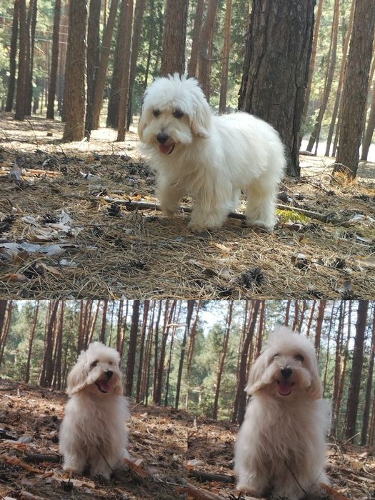 Мальтипу F1 мальчики взрослые