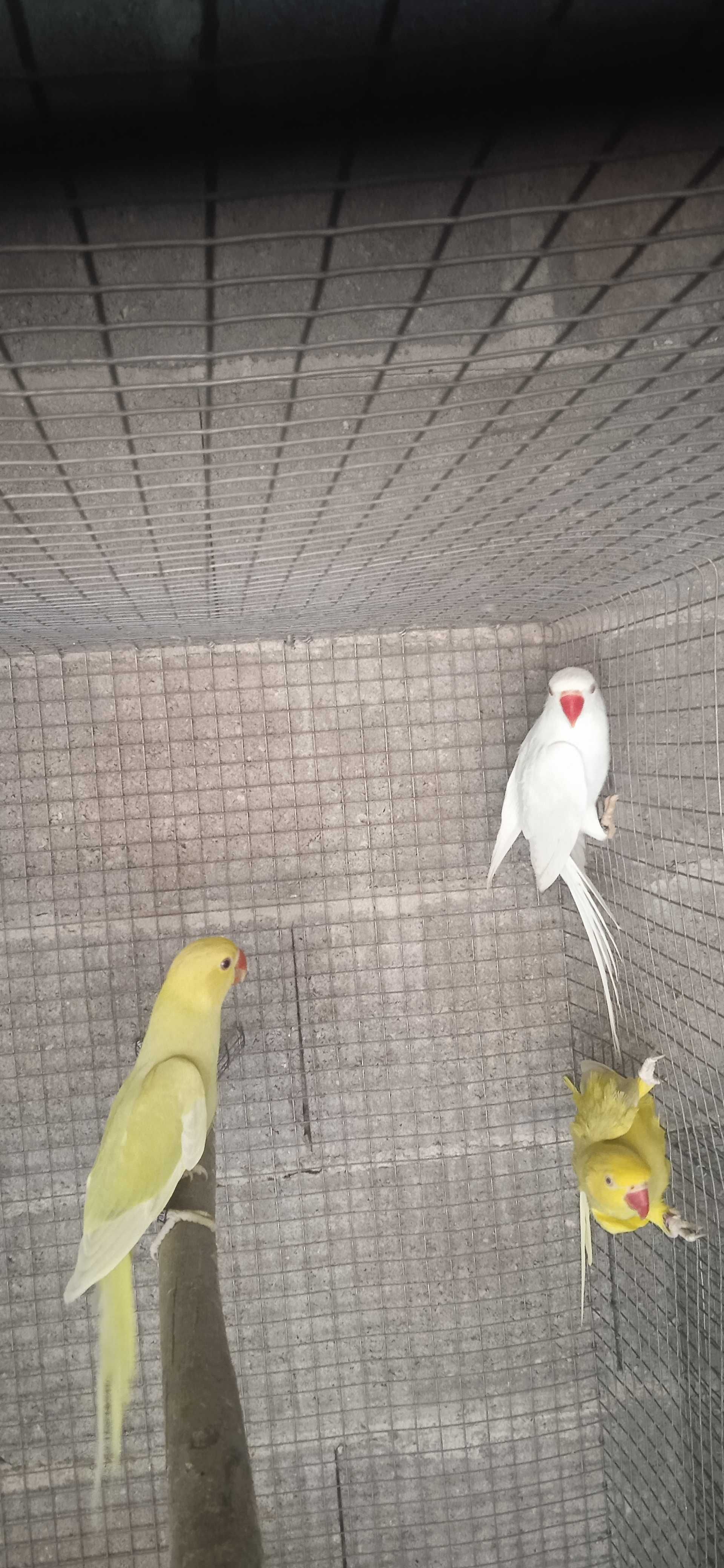 Várias aves disponíveis
