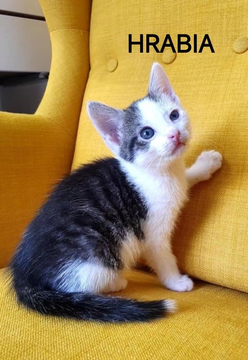 Hrabia i  Lord - kociaki do adopcji