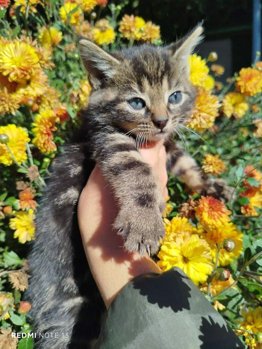 Віддамо двомісячних котинят.