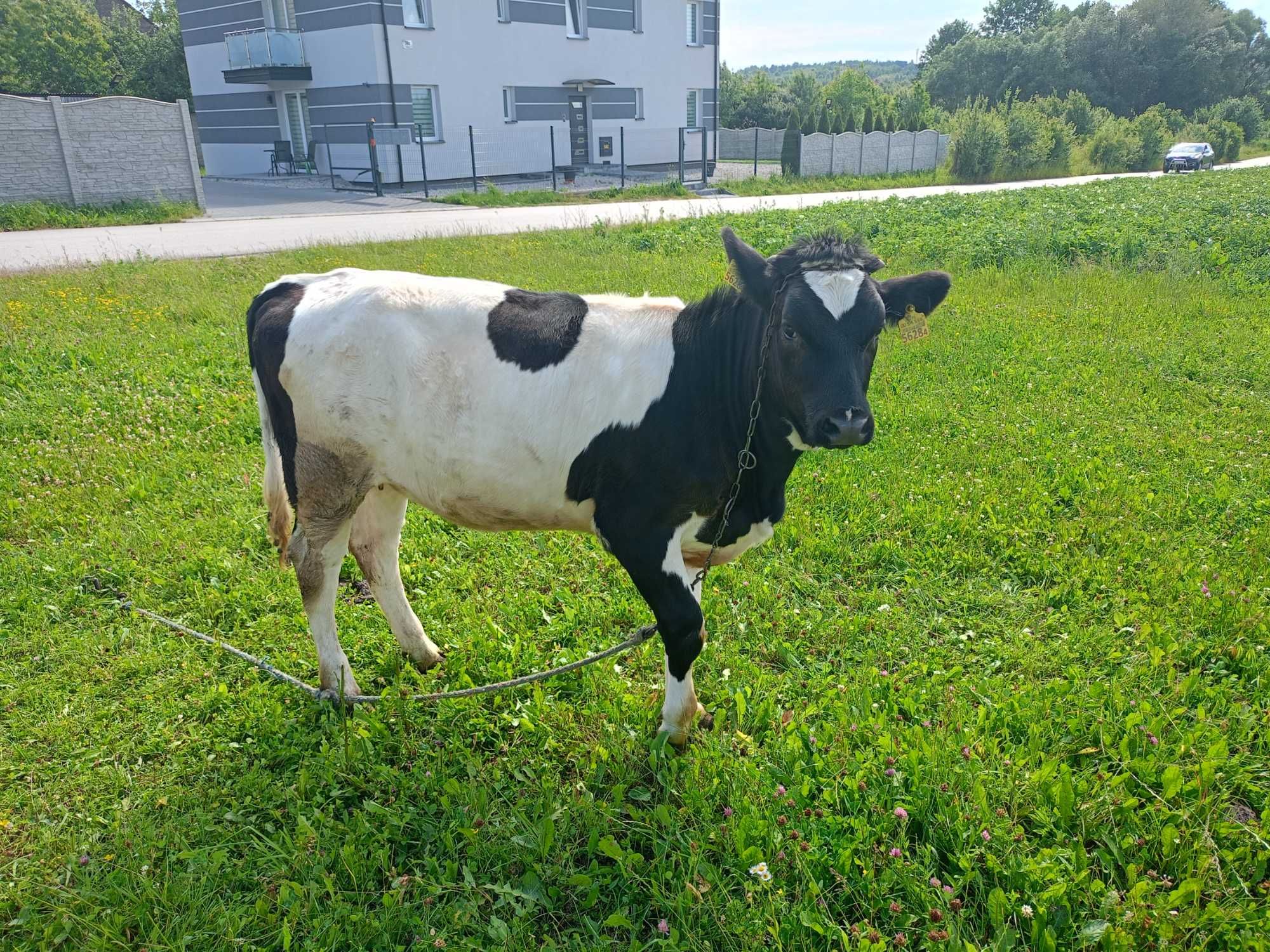 Jałówka sprzedam