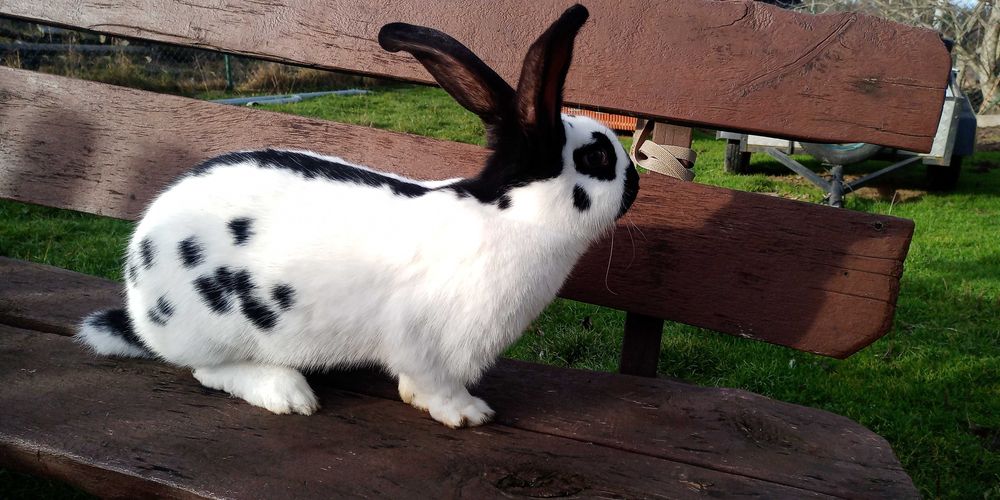 Olbrzym srokacz niemiecki