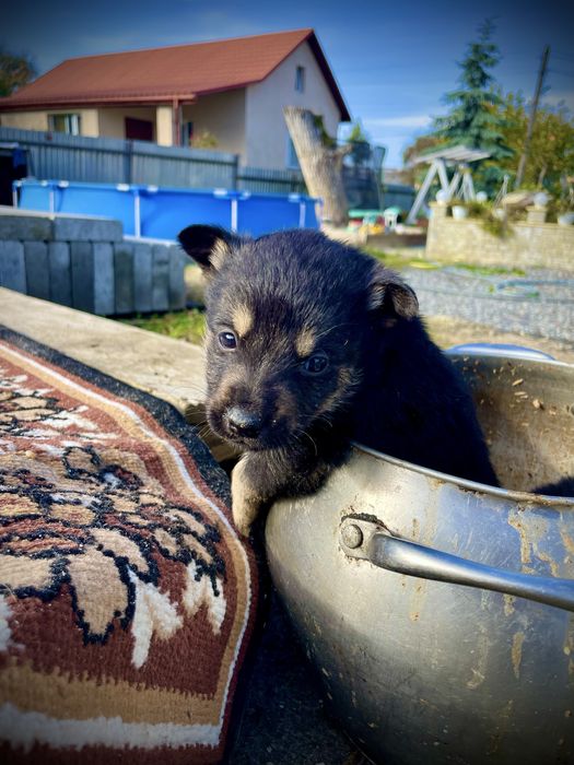 Віддам в хороші руки цуценят