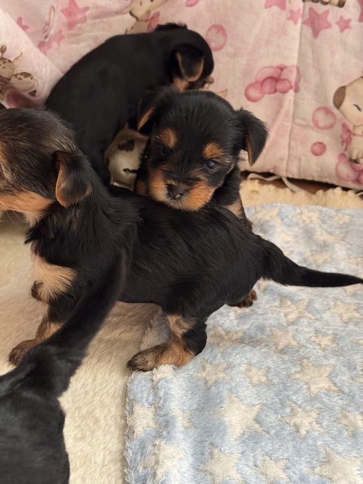 Yorkshire terrier suczka malutka