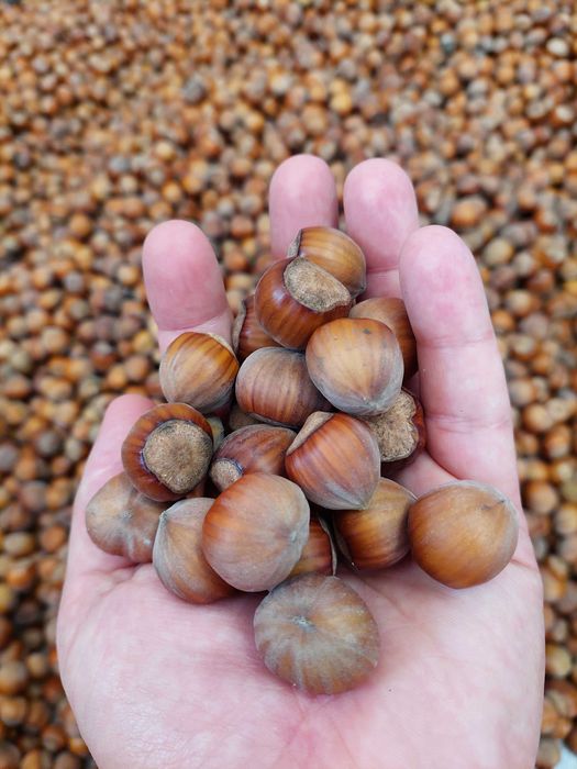 Фундук неколотий сушений