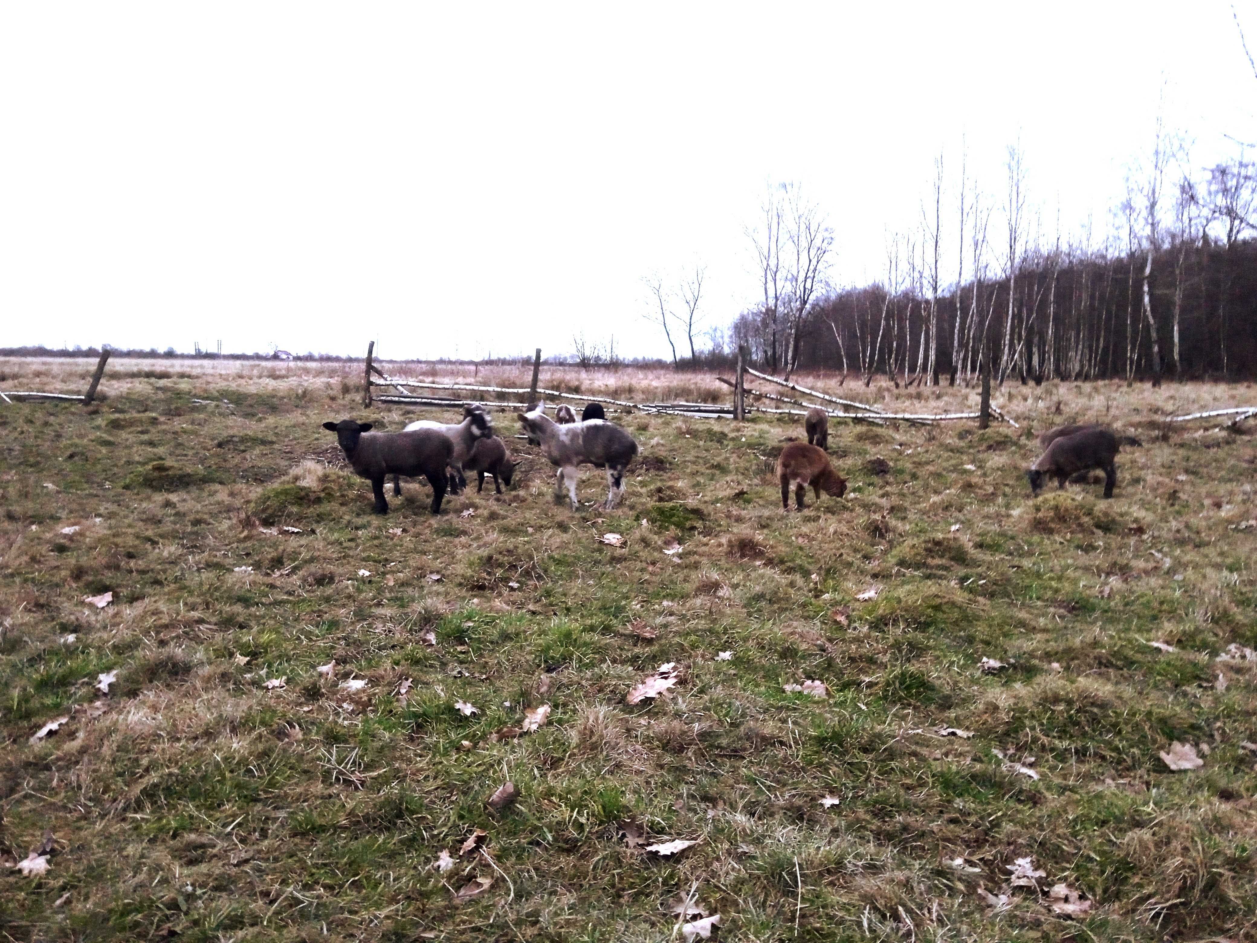 Ягнята, барани, вівці, баранчик, овечки