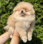 Szpic miniaturowy pomeranian FCI szczenięta chłopiec gotowy do odbioru