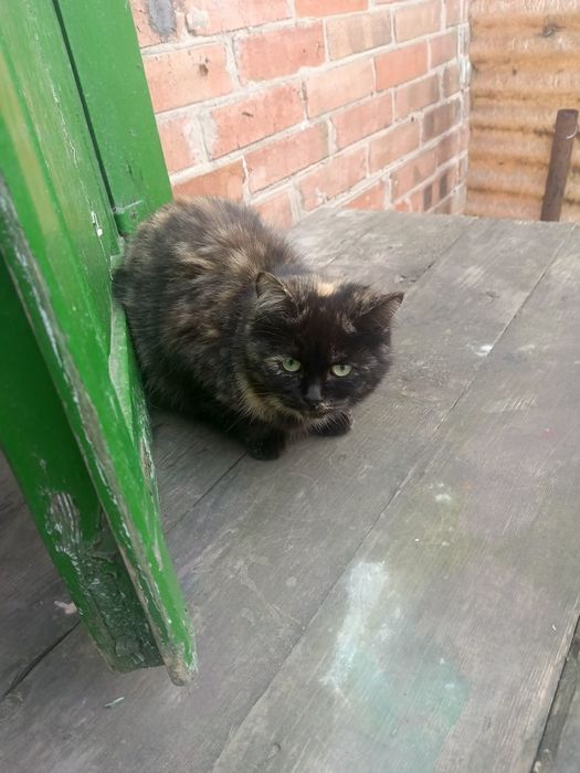 Отдам пушистиков