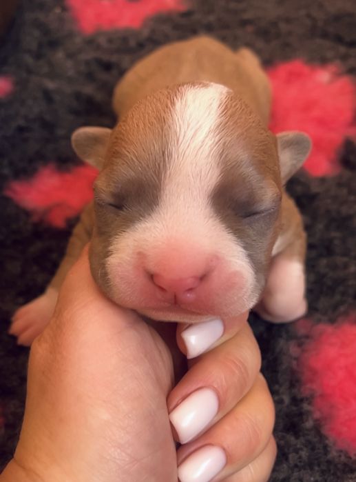 American Staffordshire Terrier-zapowiedz-błękitne!