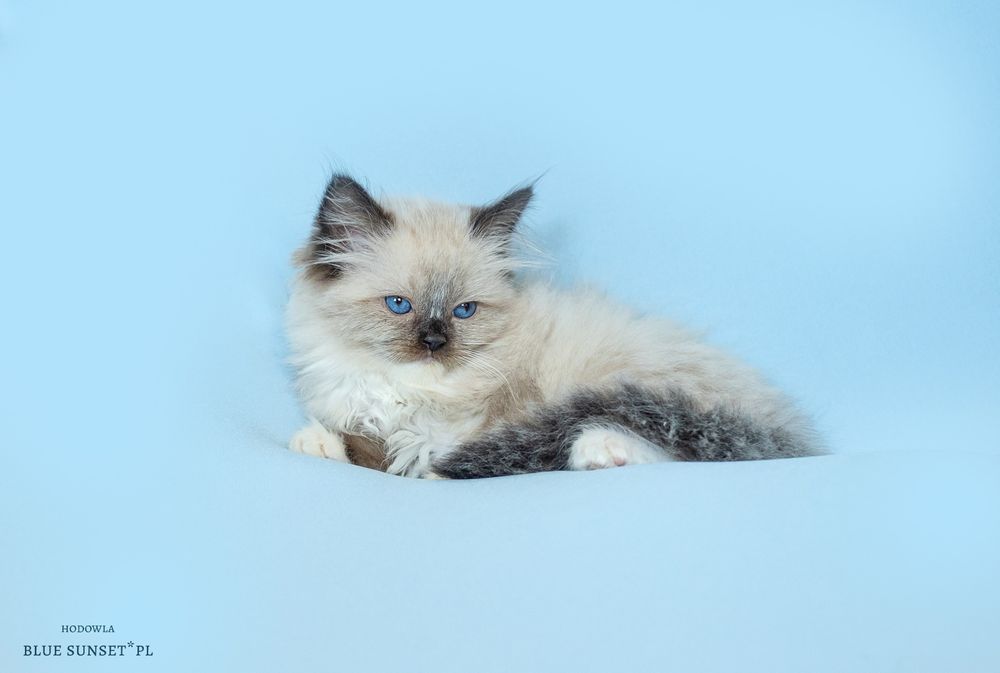 Kotka seal mitted