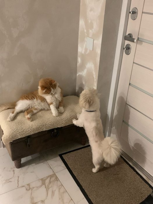 Віддаю кота в добрі руки