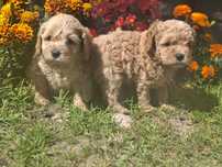 Piesek  cavapoo  z metryką