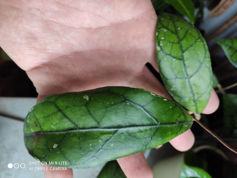 Hoya sp.gunung Willis