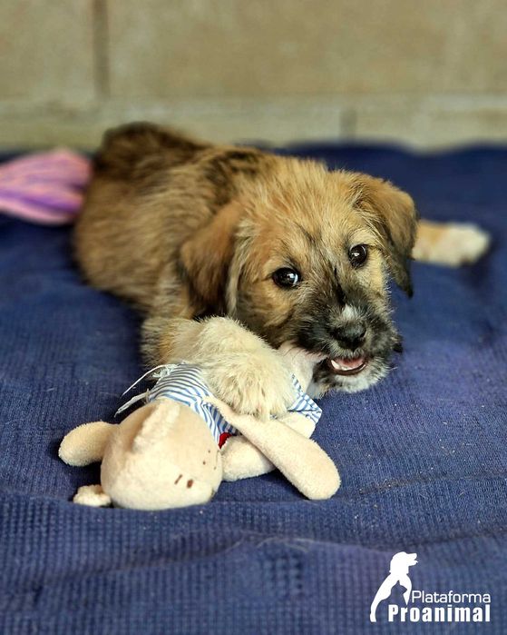 TUFINHA - Cadelinha bebe para adoção!