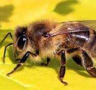 поделитесь отводком пчел кому не жалко или семьей