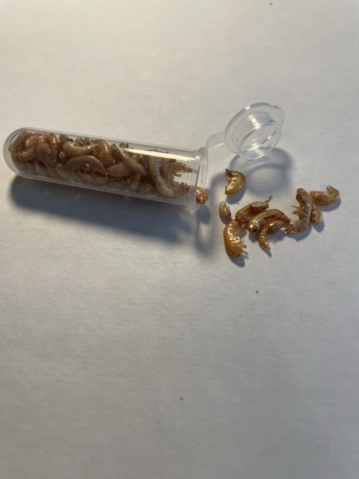 Suszony gammarus 4ml, karma, karmówka