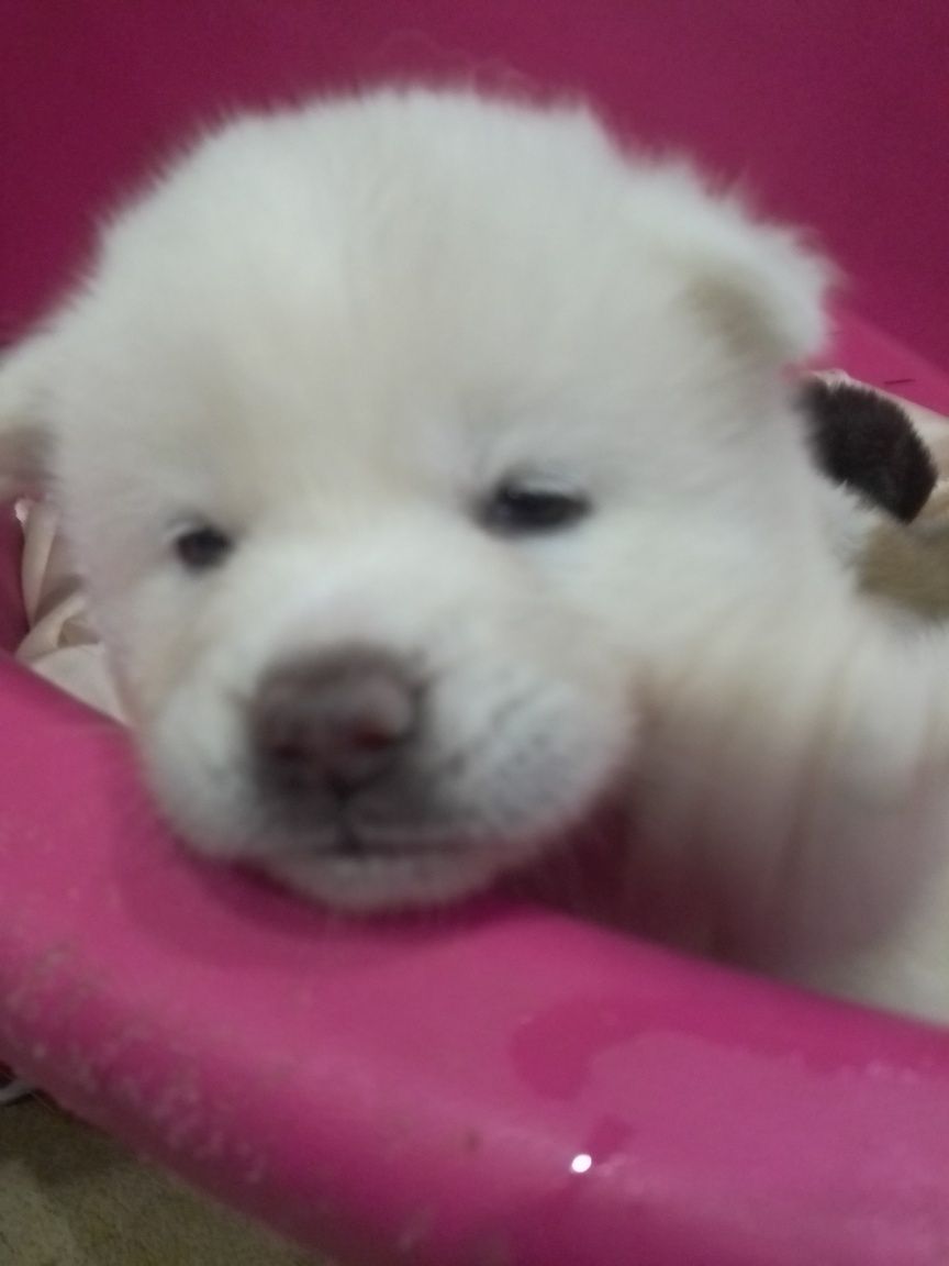 Akita inu japonês c/lop