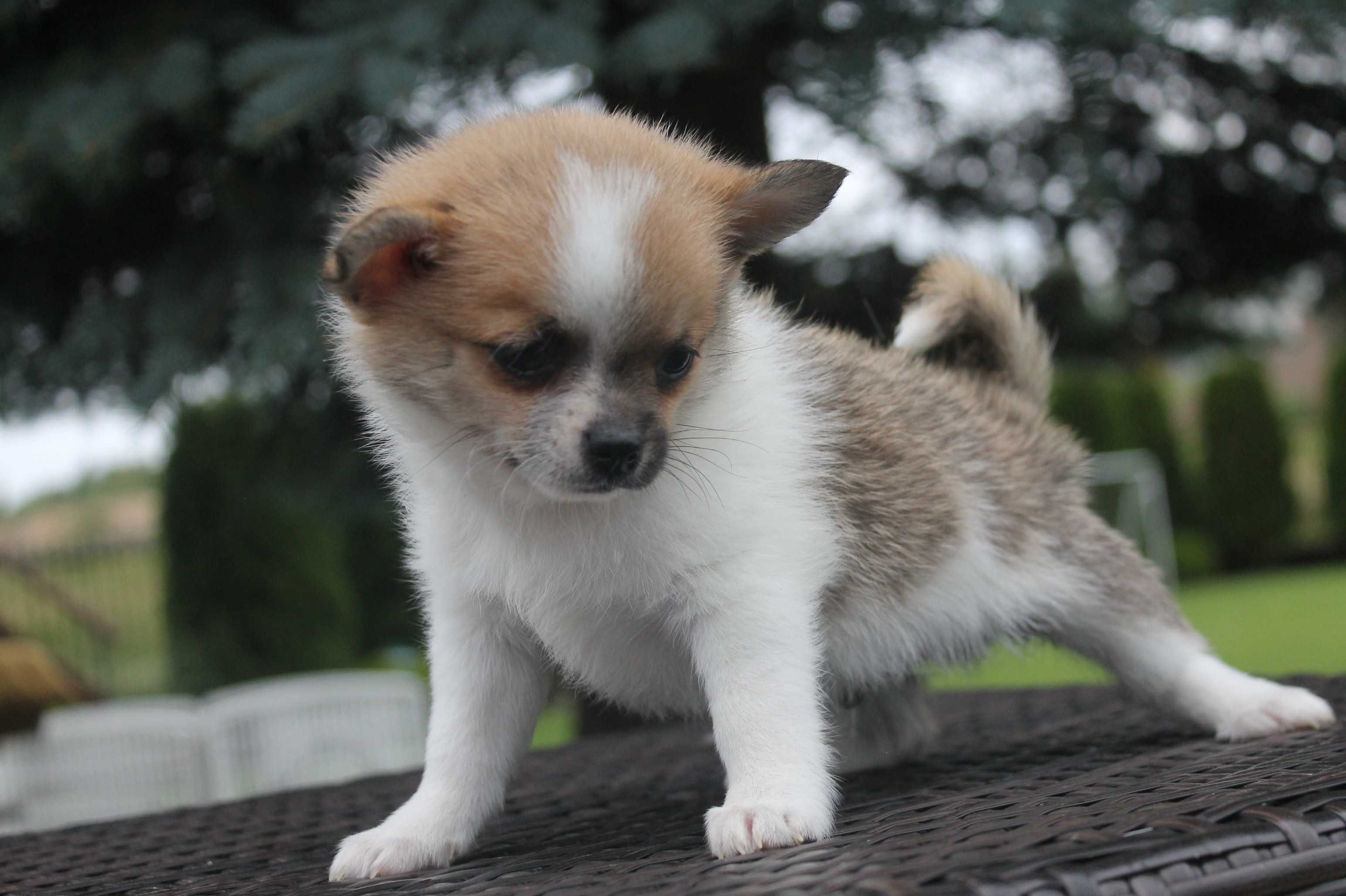 Chihuahua śliczny piesek - już do odbioru